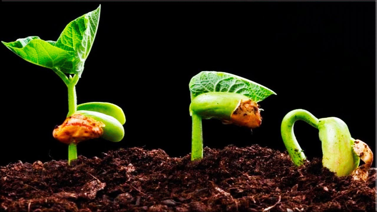 Прорастание семян: ускоренная съемка-Seed germination - YouTube